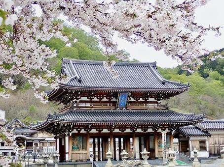 恐山楼門と桜 桜,きれい,恐山の写真素材
