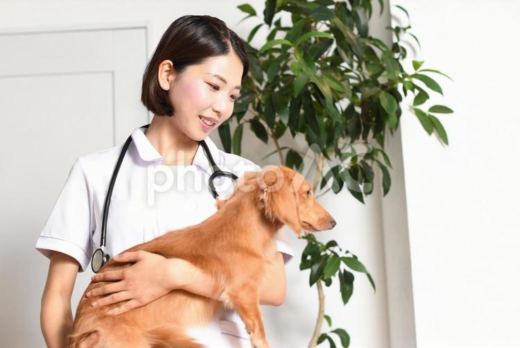 犬（動物・ペット）の診療をする女性の獣医 女性,獣医,動物病院の写真素材