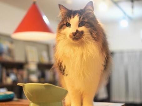 猫(ノルウェイジャンフォレストキャット) 猫(ノルウェイジャンフォレストキャット)の写真
