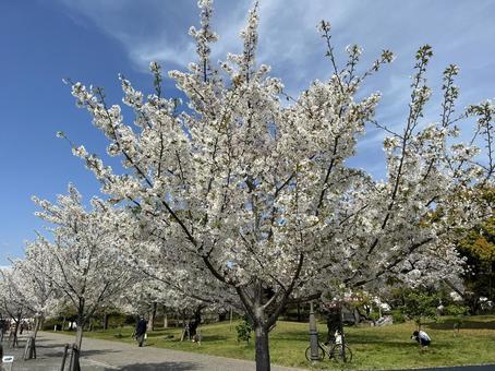 公園の桜 公園の桜の写真