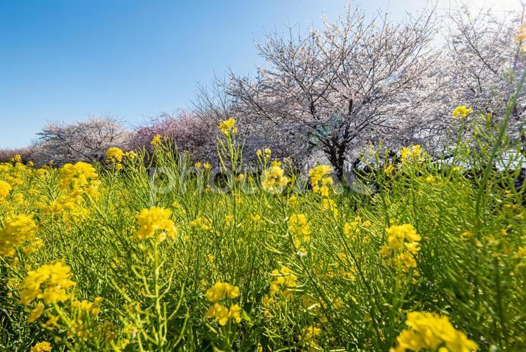 権現堂の桜と菜の花 権現堂,桜,菜の花の写真素材