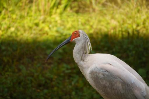 公園内の保護されたトキの様子 鳥,野鳥,鳥類の写真素材