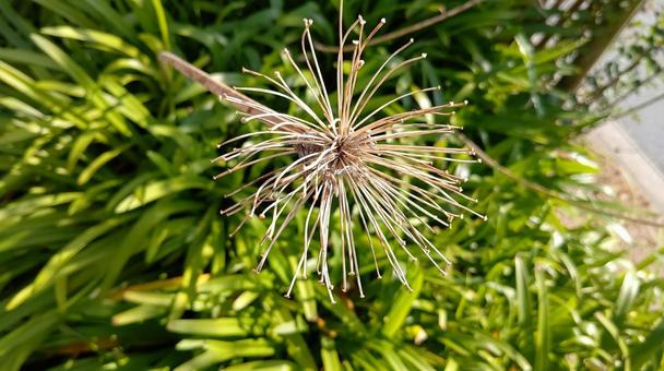 枯れた植物 枯れた植物の写真