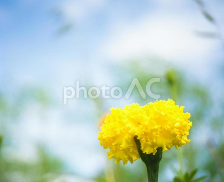 マリーゴールド　黄色　夏の花 マリーゴールド,夏,夏の花の写真素材