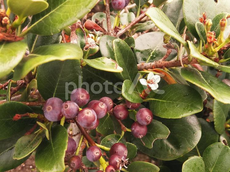シャリンバイの花と果実 葉,自然,木の写真素材