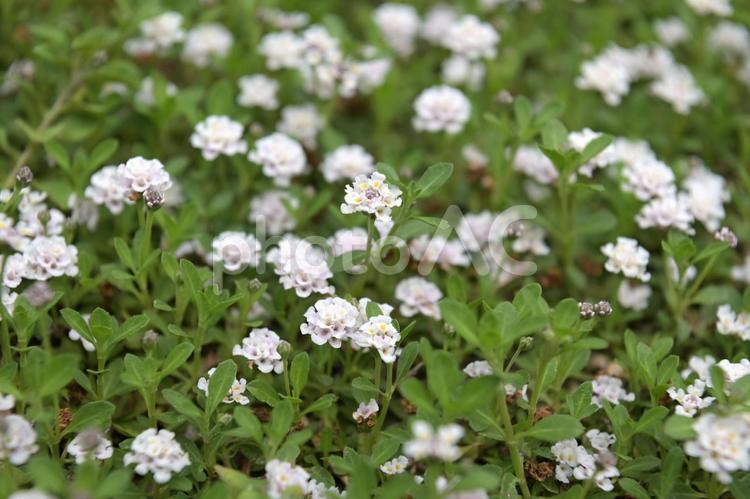 雑草対策として一面に広がったクラピアの花 クラピア,イワダレソウ,改良の写真素材