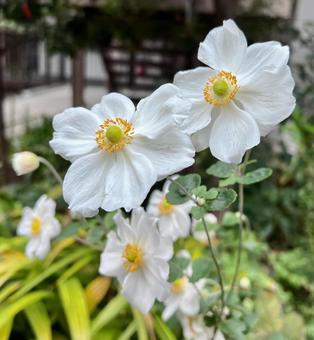 白い秋明菊の花 草木,秋,自然の写真素材