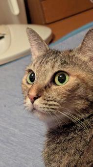 猫と暮らす 猫と暮らすの写真