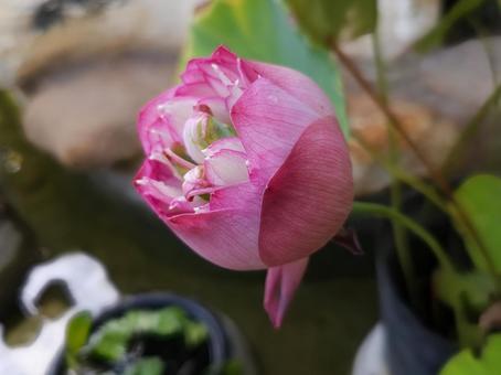 開き始めたかわいらしいハスの花 開き始めたかわいらしいハスの花 ハス,蓮,花の写真素材