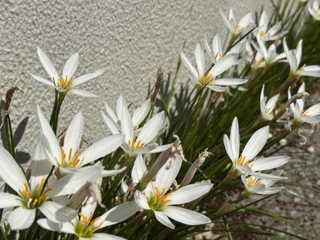 背景に使える白い花 背景に使える白い花の写真