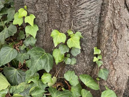 神田川10月：樹木とツタのフレームの写真