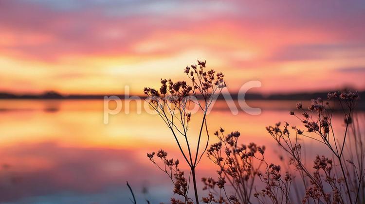 平和な景色、夕焼けに染まる 夕焼け,空,雲の写真素材