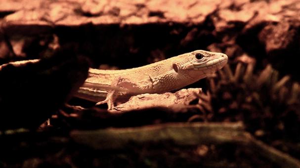 二ホンカナヘビ 二ホンカナヘビ,日本固有種,長い体長の写真素材