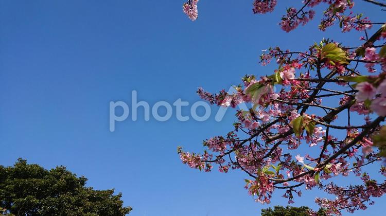 さくらと緑 さくら,桜,春の写真素材