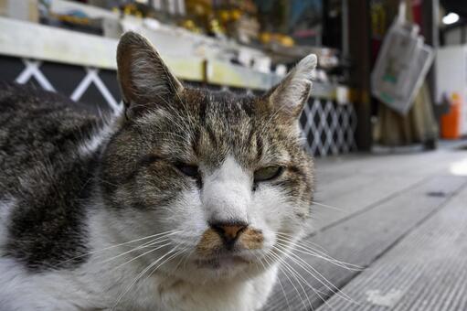 猫ちゃん 猫,ネコ,キャットの写真素材