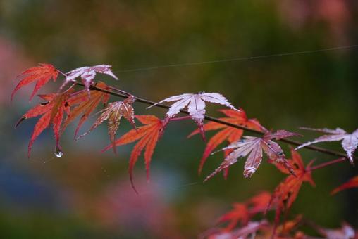 背景に合うモミジと雨粒 背景に合うモミジと雨粒 もみじ,紅葉,雨の写真素材