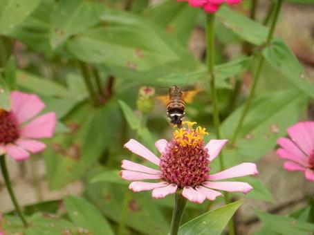 【花の写真】 ヒャクニチソウ（百日草）の写真