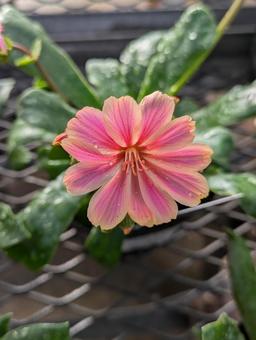 レウイシアの花 レウイシアの花の写真