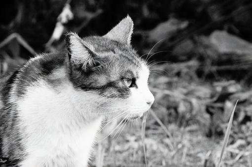 ねこ ねこ,野良,動物の写真素材