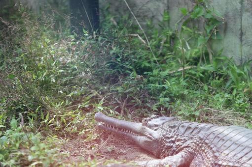 ワニ ワニ,動物,動物園の写真素材