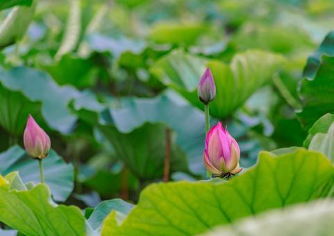 ハス池 ハスの花4ー10 ハス池 ハスの花4ー10 古代ハス,ハスの花,ハスの写真素材