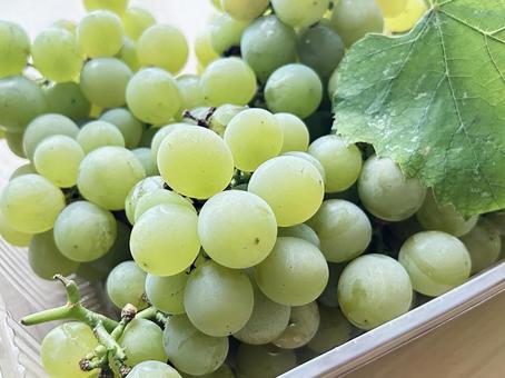 マスカット マスカット,ぶどう,フルーツの写真素材