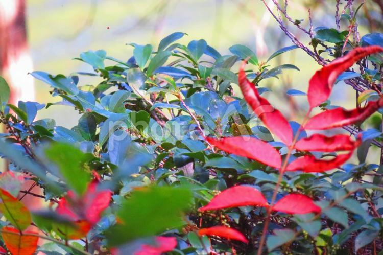 １０月下旬の公渕公園の水面に映る紅葉 背景,紅葉,自然の写真素材