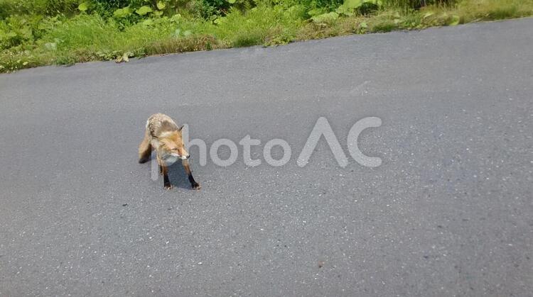 餌をねだるキタキツネ キタキツネ,キツネ,野生の写真素材