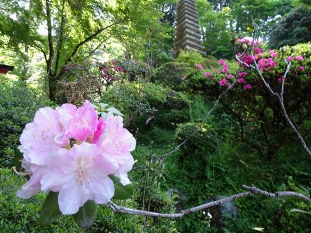 岡寺 岡寺の写真