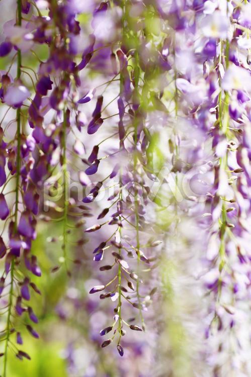 春の公園に咲く美しい藤の花 藤,藤の花,フジの写真素材
