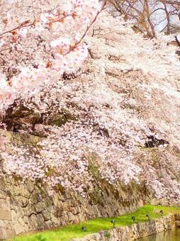 さくら さくらの写真