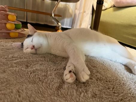 オトちゃんの寝顔に癒される♡ オトちゃんの寝顔に癒される♡の写真