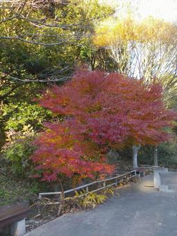 自然公園の崖下で色づく紅葉 自然公園の崖下で色づく紅葉 紅葉,植物,木の写真素材