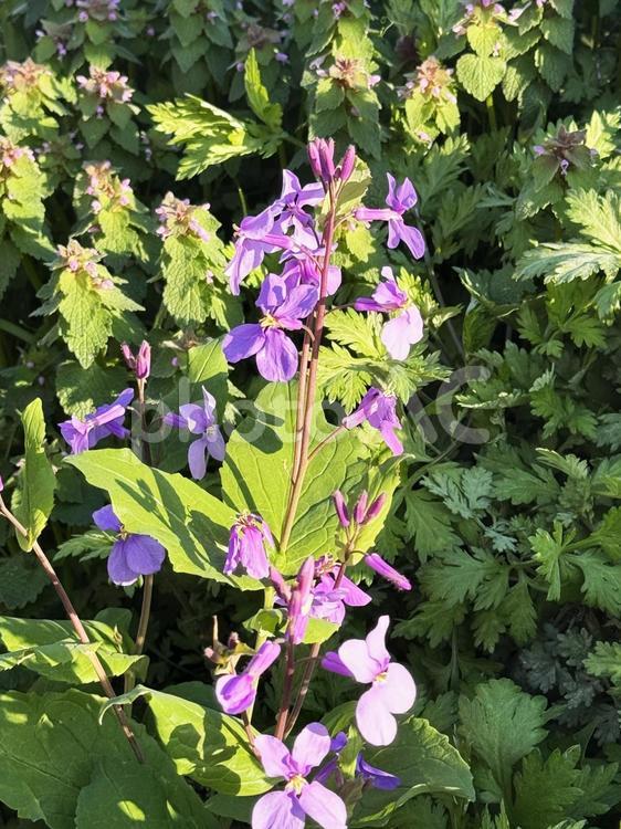 おおあらせいとう おおあらせいとう,花,紫の写真素材