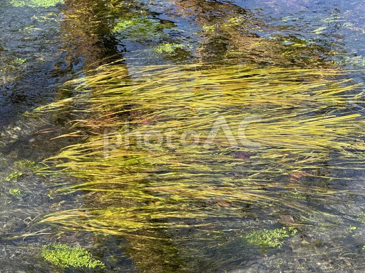 冬の大王わさび農場 安曇野,大王わさび農場,冬の写真素材