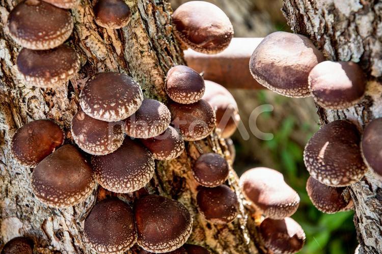 しいたけの原木栽培 椎茸,シイタケ,しいたけの写真素材