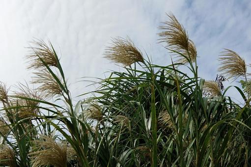 空への背伸び ススキ,空,穂の写真素材