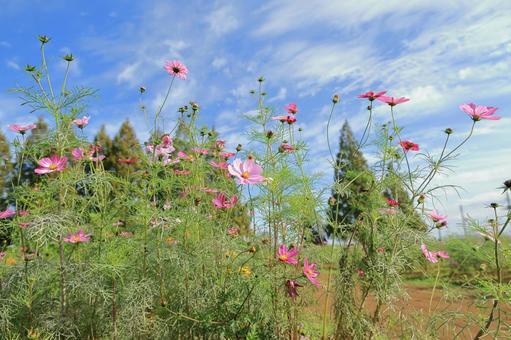 カラフルな満開のコスモス カラフルな満開のコスモス コスモス,秋桜,秋の写真素材