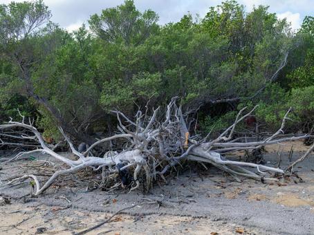西表島の枯れ木 西表島の枯れ木 枯れ木,木,西表島の写真素材