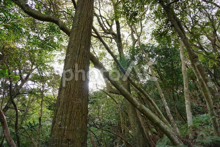 木立に差し込む光 森,森林,木立の写真素材