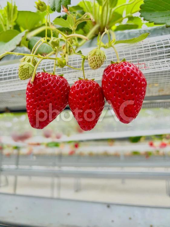 いちごがり　苺 苺,いちご,いちごがりの写真素材