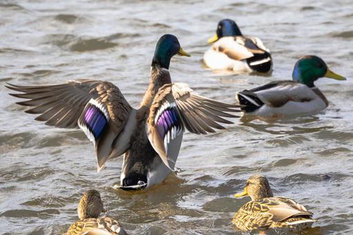 マガモ(28) 鳥,マガモ,カモの写真素材