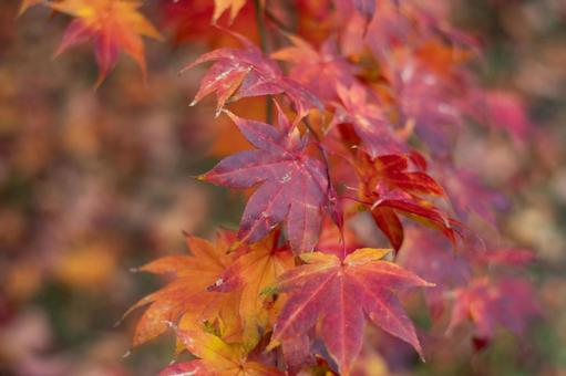 紅葉 紅葉,もみじ,秋の写真素材