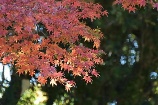 autumn leaves, JPG autumn leaves, JPG