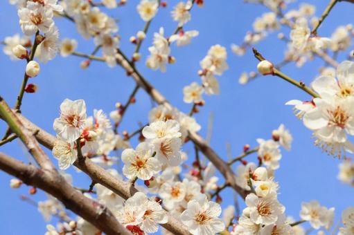 美しい白梅　５ 梅,白,花の写真素材