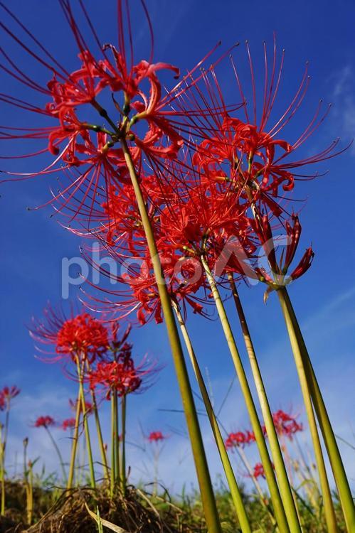 ＜秋のイメージ＞彼岸花 彼岸花,曼珠沙華,花の写真素材