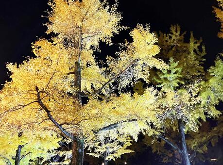 夜の紅葉　イチョウの木 イチョウ,夜の紅葉,紅葉の写真素材
