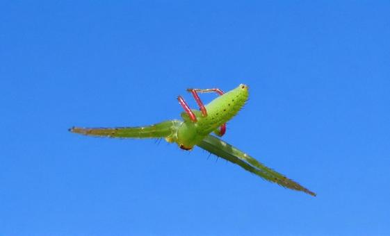 ワカバグモ ワカバグモ,蜘蛛,虫の写真素材