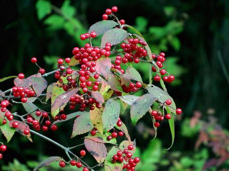 ちょっと酸っぱいコバノガマズミの果実 コバノガマズミ,果実,実の写真素材