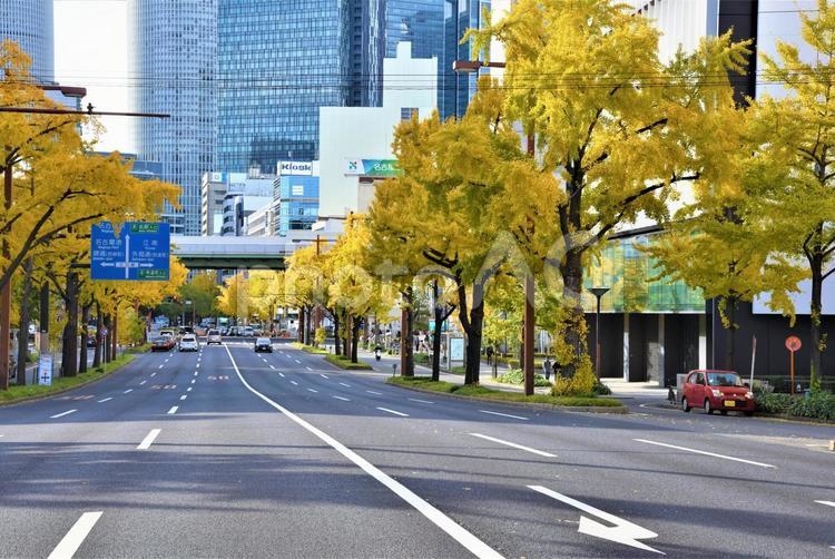 桜通りの銀杏 桜通り,トィンタワー,銀杏の写真素材